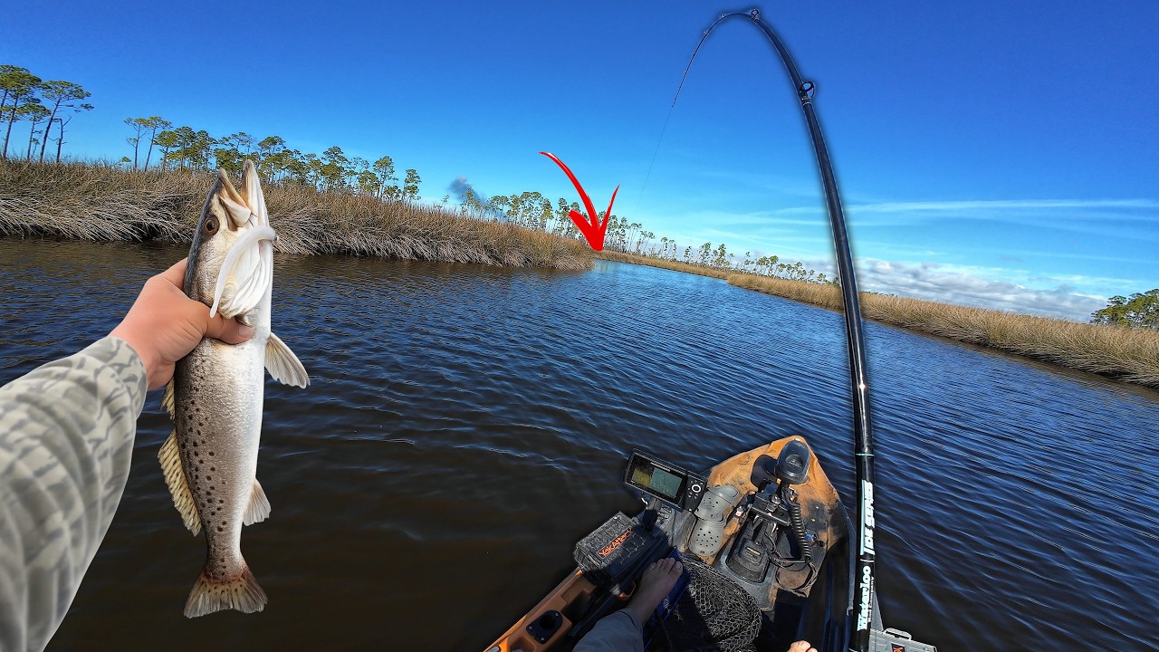 Этот небольшой ручей был кишит голодной рыбой! (Непрерывное действие)