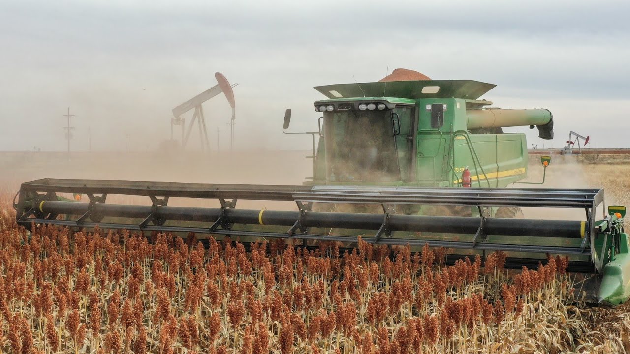 Milo Harvest