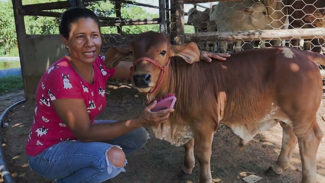 TALISMÃ, O BEZERRO MAIS BONITO DA INTERNET😀😀VENDI AS BEZERRAS.  