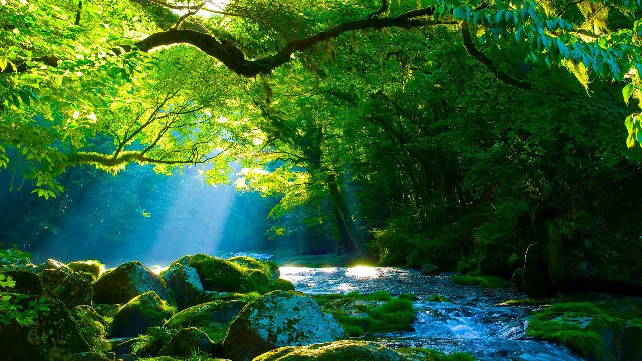 Musique Relaxante Harpe et Nature - Relaxation