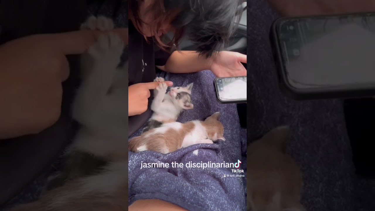 life of our cats autumn and fall  #catslifeautumnfall #hi10spro