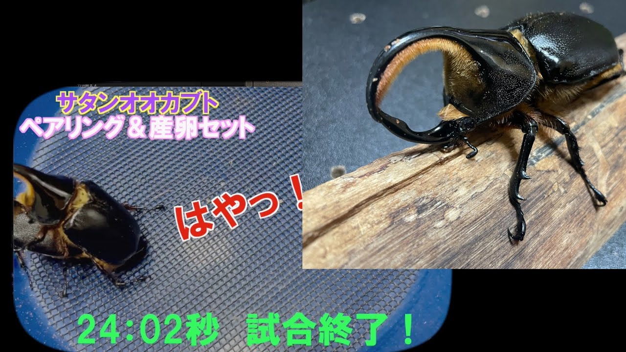 やばっ！はやっ！　24：02秒で決着！