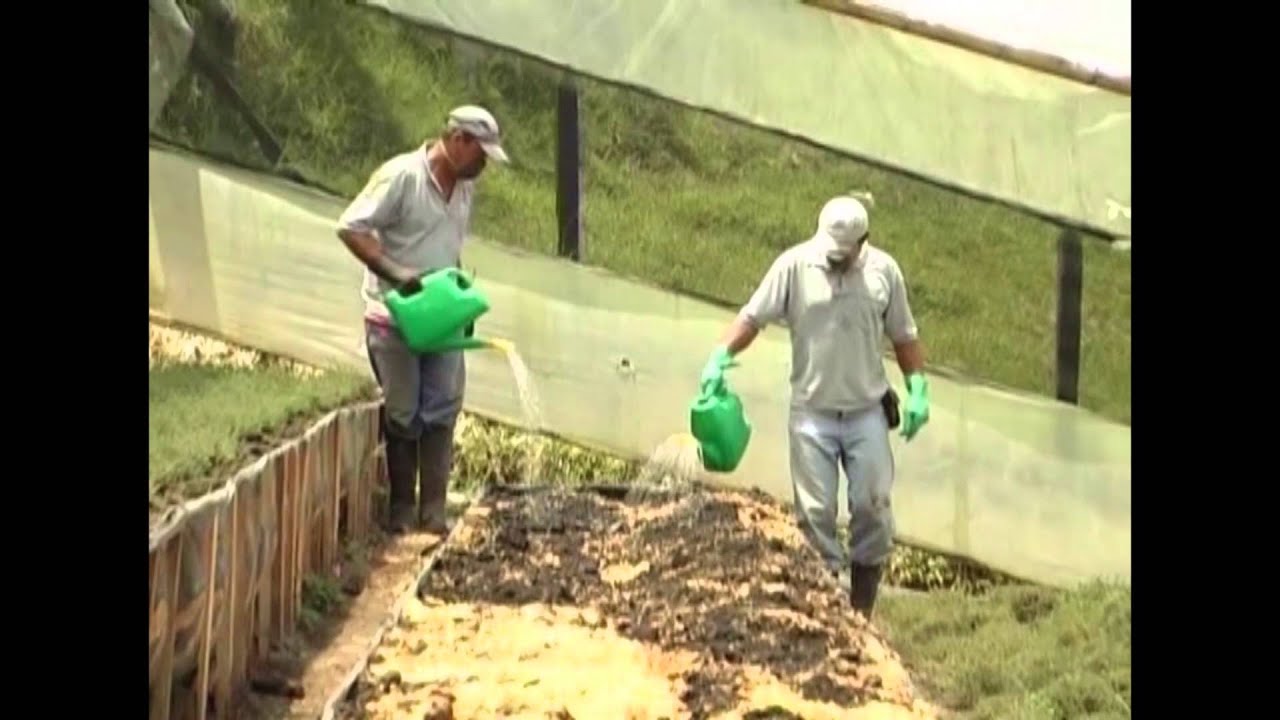Cómo cultivar plantas aromáticas - TvAgro por Juan Gonzalo Angel
