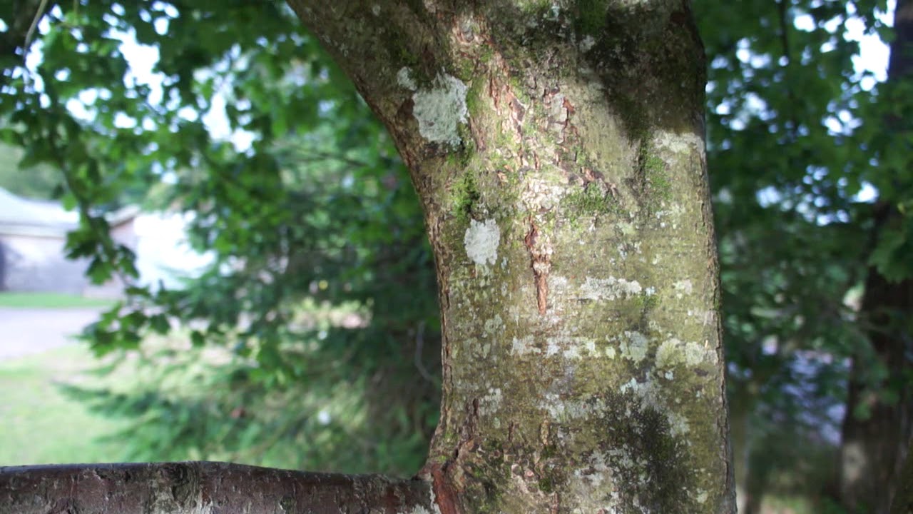 Wild service tree (Sorbus torminalis) - trunk - July 2017