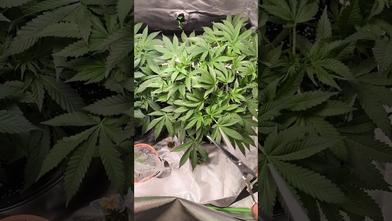 Veg - 18 Update, Pre Lollippoping #shorts #plants #gardening #indoorgrowing #420