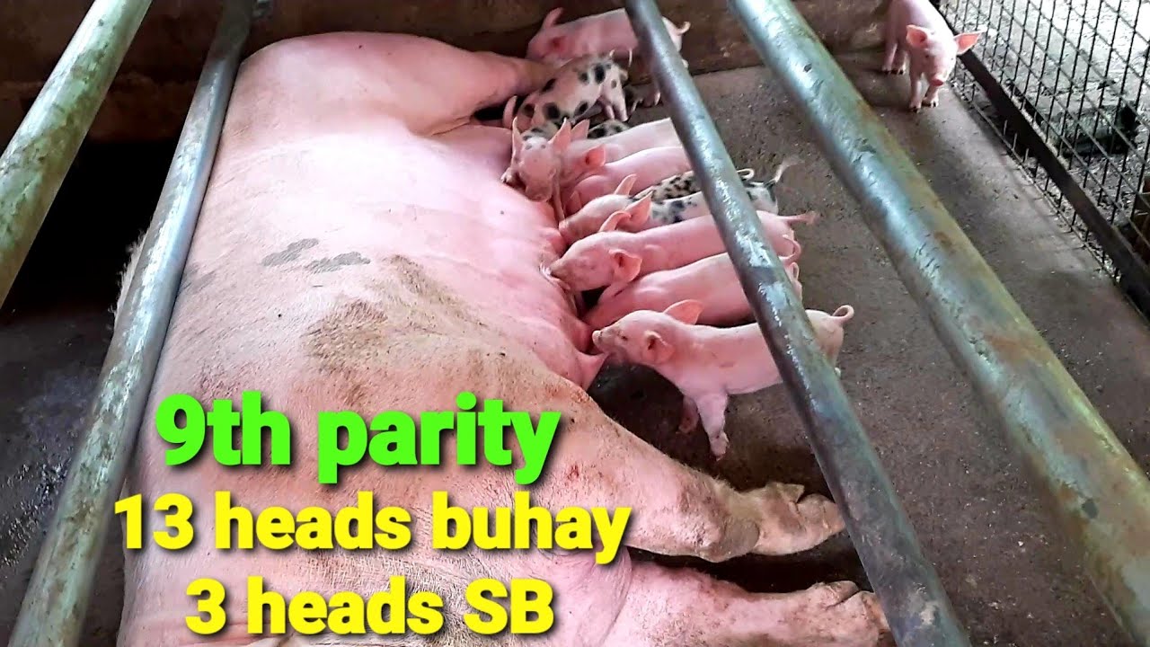 Bagong update sa mga ALAGANG Baboy