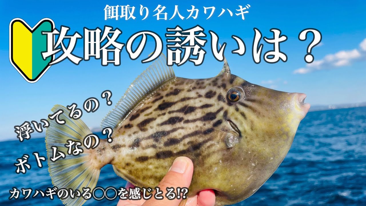 🔰悶絶〜なカワハギ【5年ぶりの遊漁船】ゼロテン？宙釣り？竿頭N隊長とカワハギ釣り対決&肝フォアグラ〜なレシピ ＆ 鉄板肝醤油🍶　#カワハギ　#船釣り　#釣り