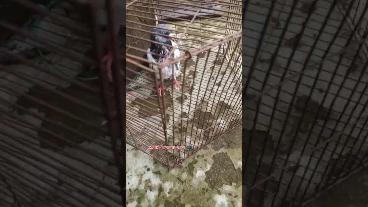 কবুতরের বদহজম হলে কি করবেন ।। চিকিৎসা।। 