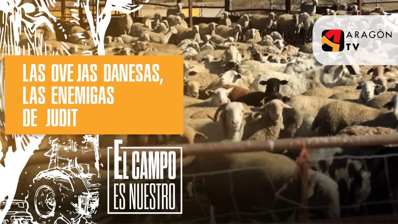 Las ovejas aranesas, las enemigas de Judit