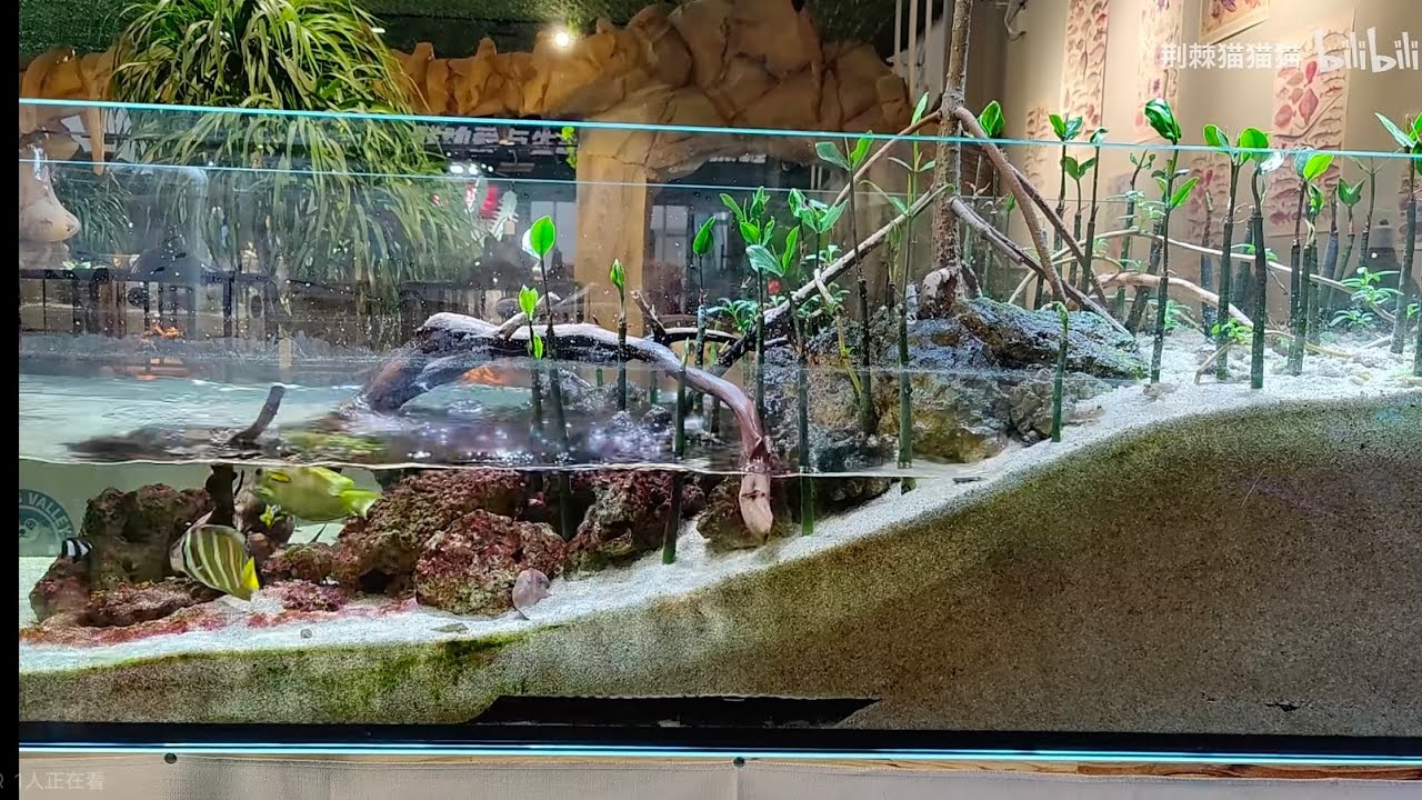 潮汐海陆缸中陆地部分生物细节#coralreef #reeftank #reefbuilders #reefkeeping #reefaquarium #marineaquariumfish #海缸