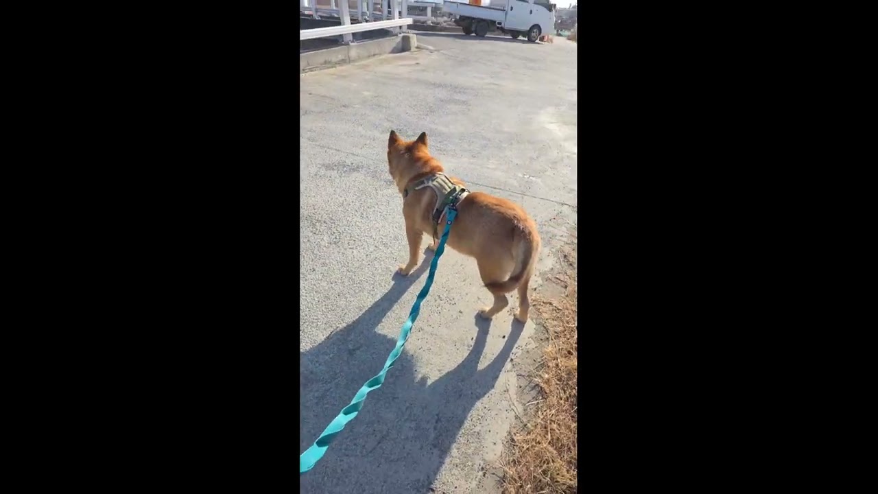 20260223 오늘의 따야 Today's Ddaya🥰 #왕크왕귀 #진도믹스 #황구 #시고르자브 #댕댕이 #힐링 #위로 #펫로스 #7080 #무반주노래