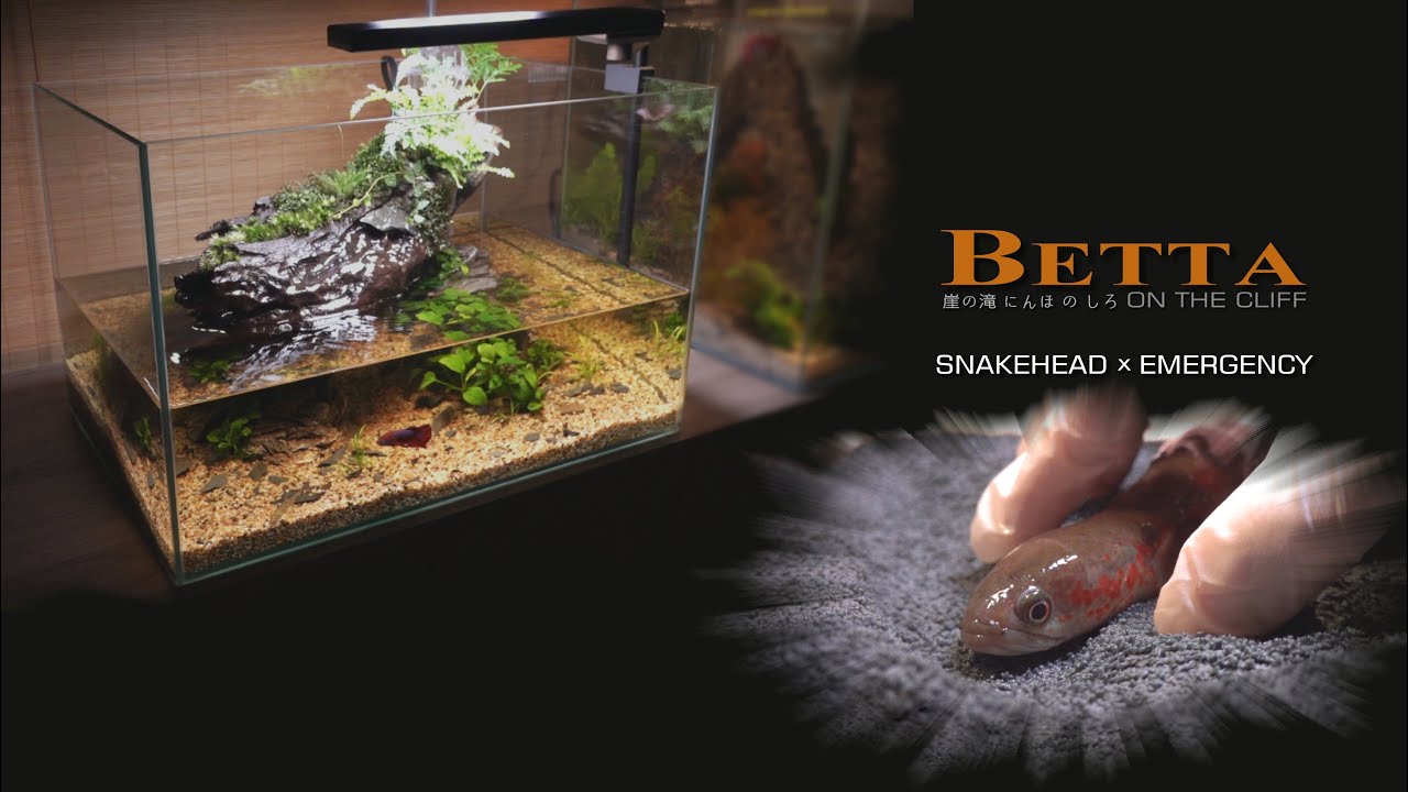 Make Betta Aquaterrarium l Three Years Ago l Snakehead Happened EMERGENCY Must See The END