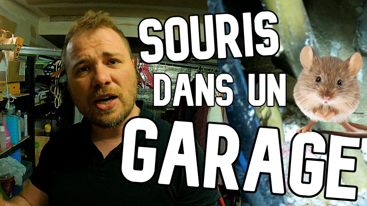 Comment éliminer les SOURIS dans la MAISON ? (épisode 1)