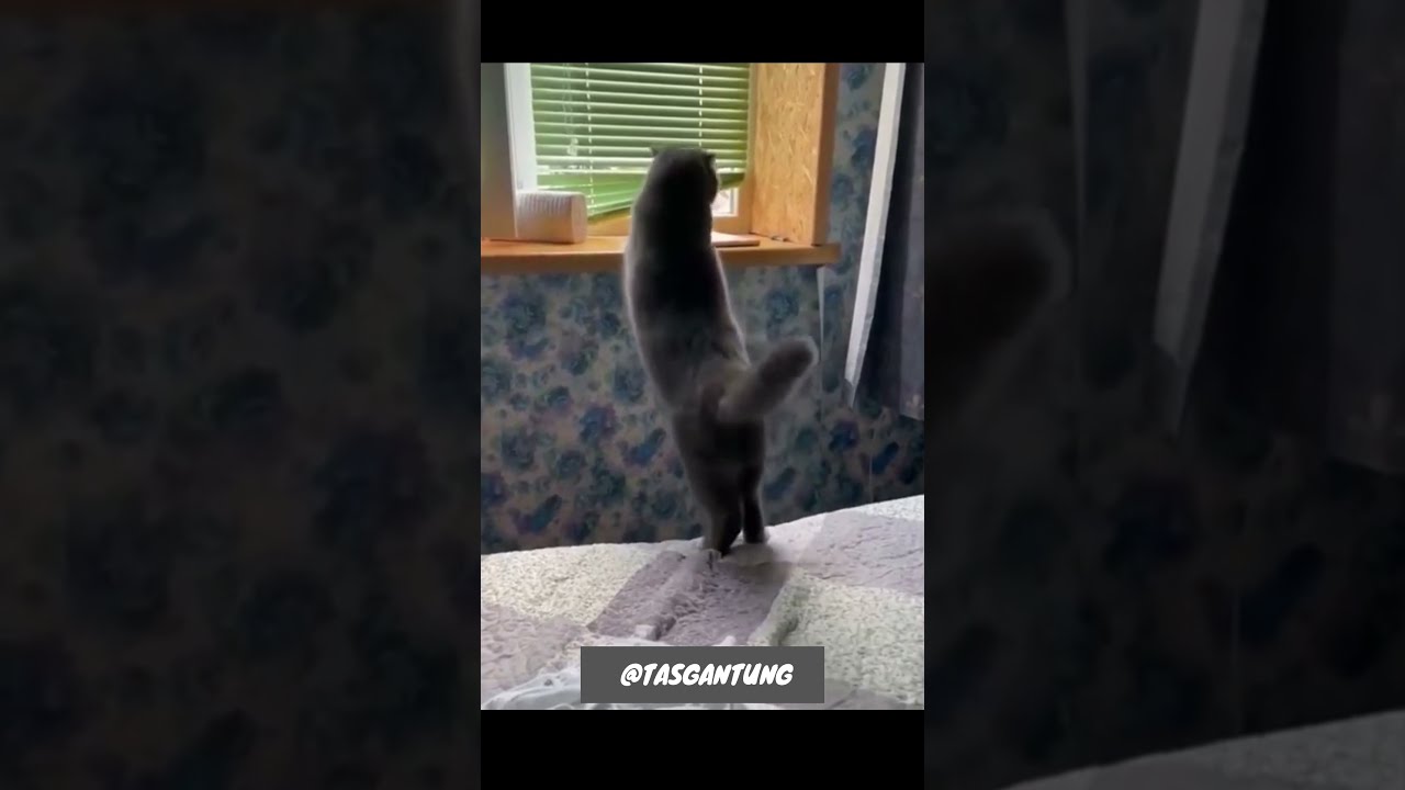 Fat cat try to jump and fall #Shorts