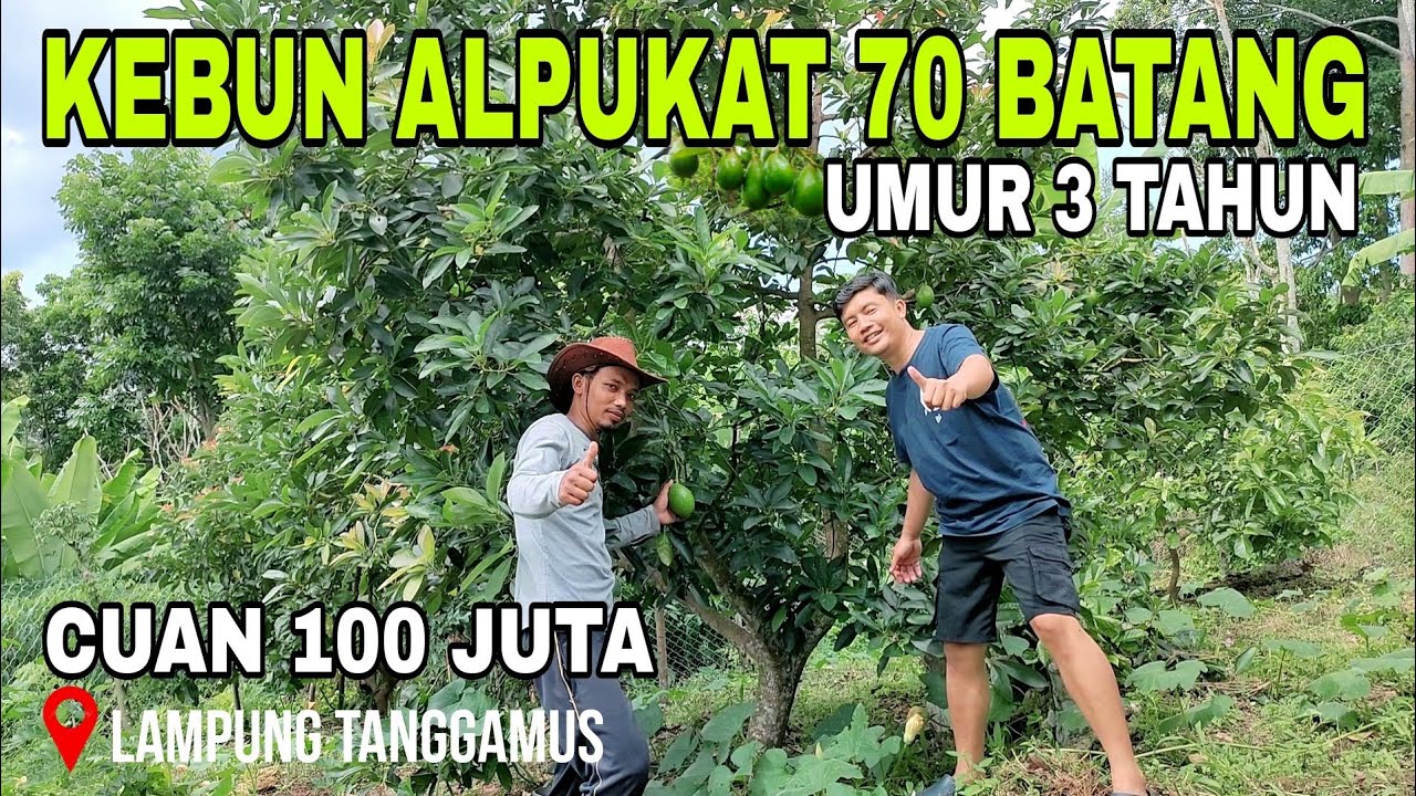 Usaha Perkebunan Yang Menguntungkan