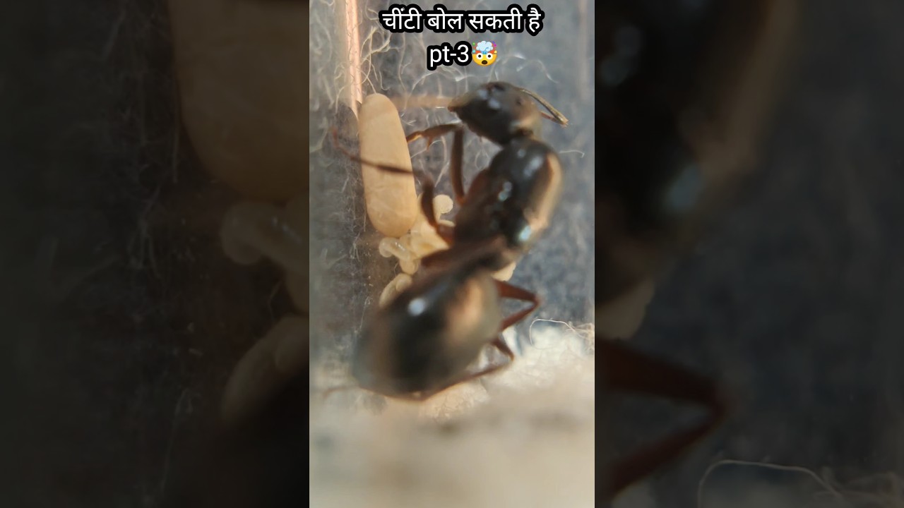 Aaj Us Rani Cheeti Ne Mujhe Dhamki De Di 😳 | Ant Can Speak – Part 3 | 