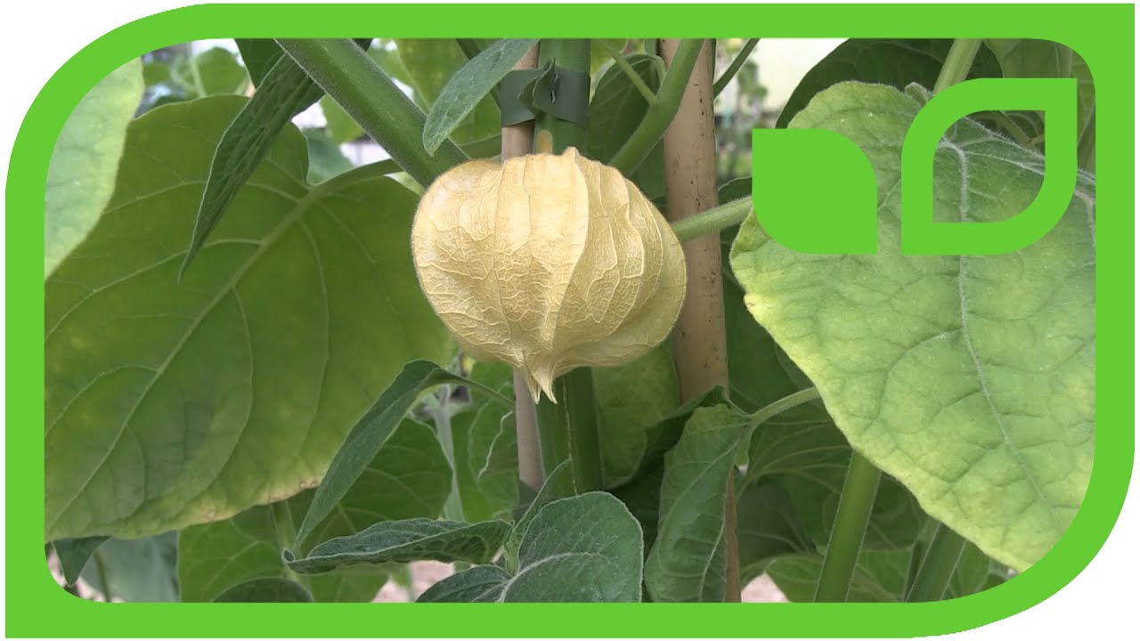 Andenbeere (Big) Little Buddha