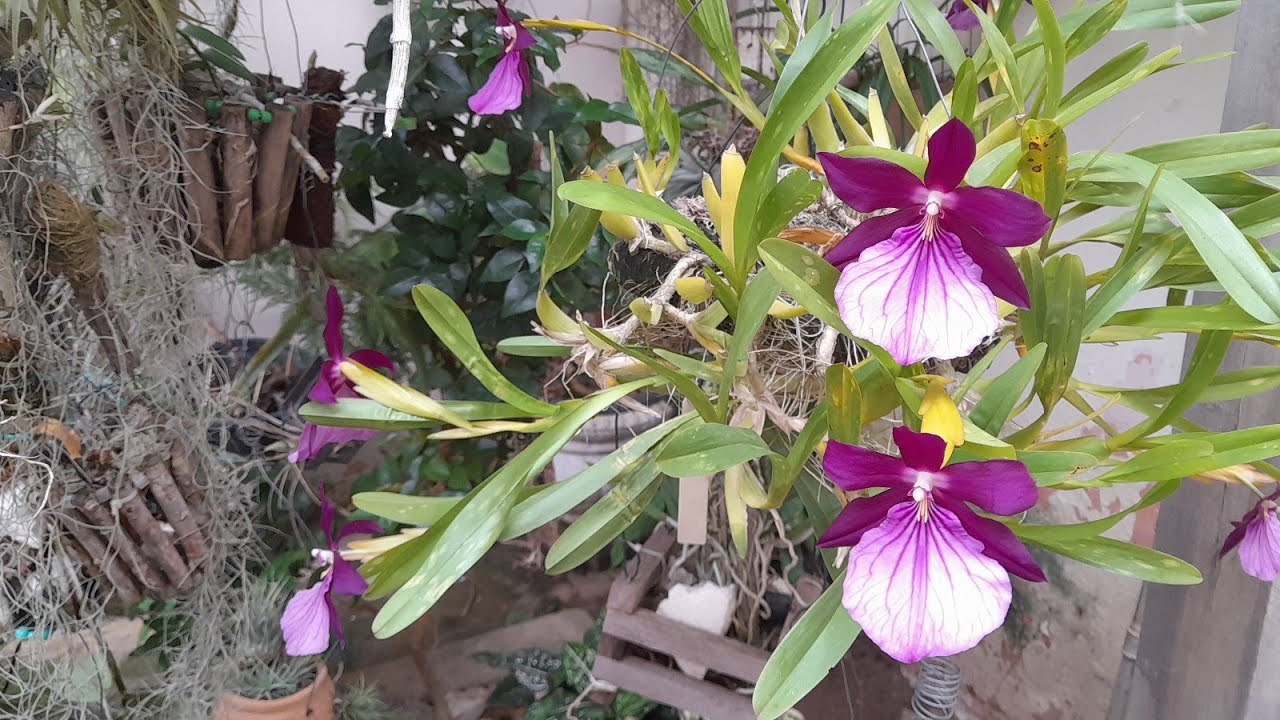 MELHOR forma de CULTIVO MILTONIA MORELIANA 