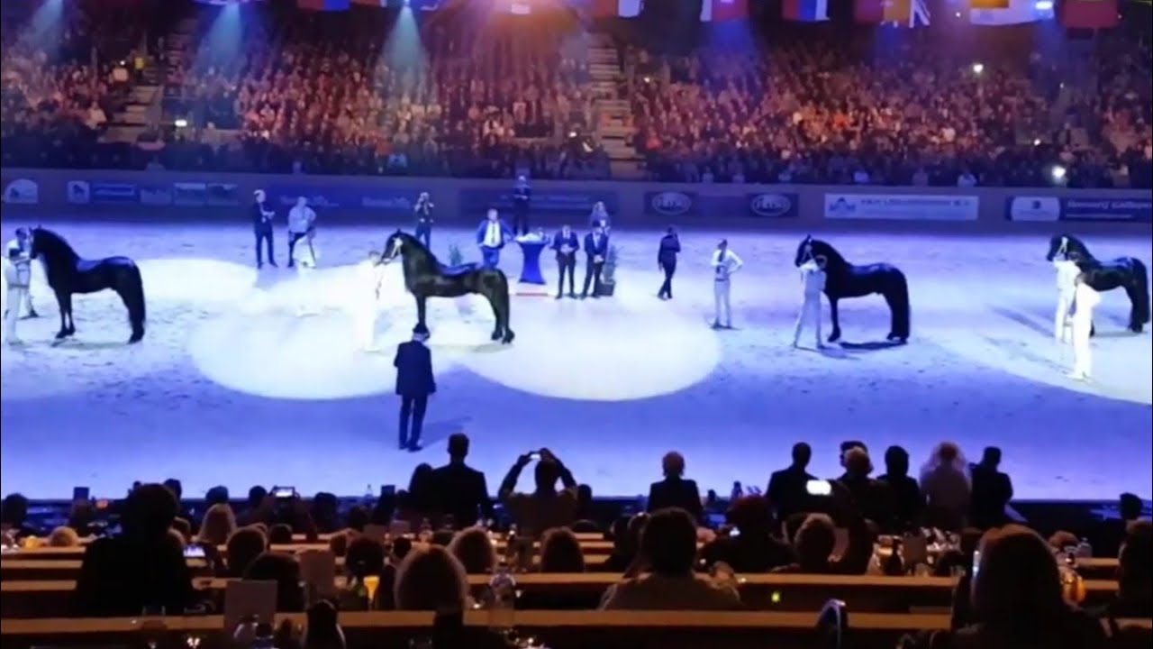 Friesian horse, Tsjalle 454, Alwin 469, Jurre 495, Menne 496. Overall championship Faderpaard 😍