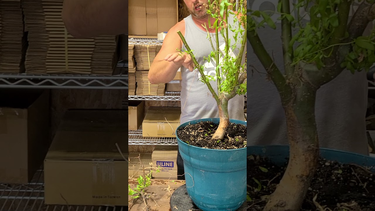 Dragon Willow Bonsai Update #3 October 2020. Big Chop. John Curran CZ Grain Bonsai