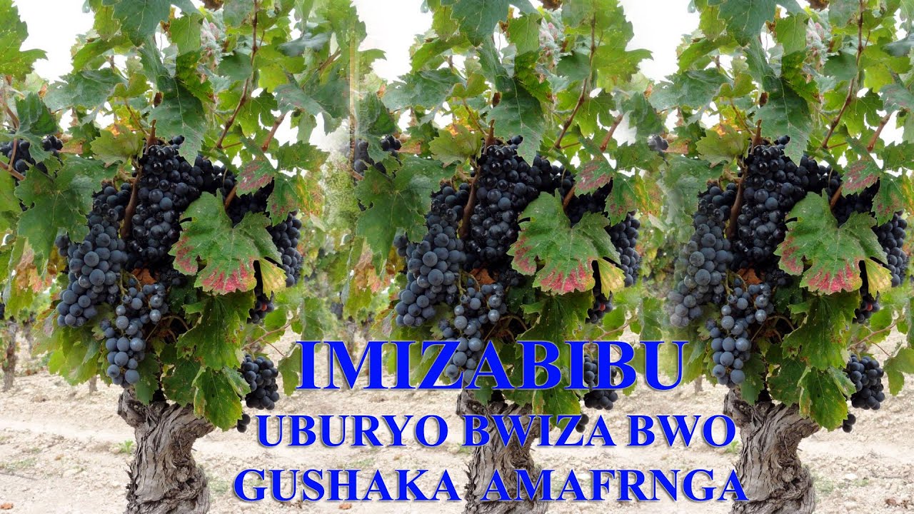 HUYE: Waruziko igihingwa cy'imizabibu utagitandukanya n' imashini ikora amafranga?