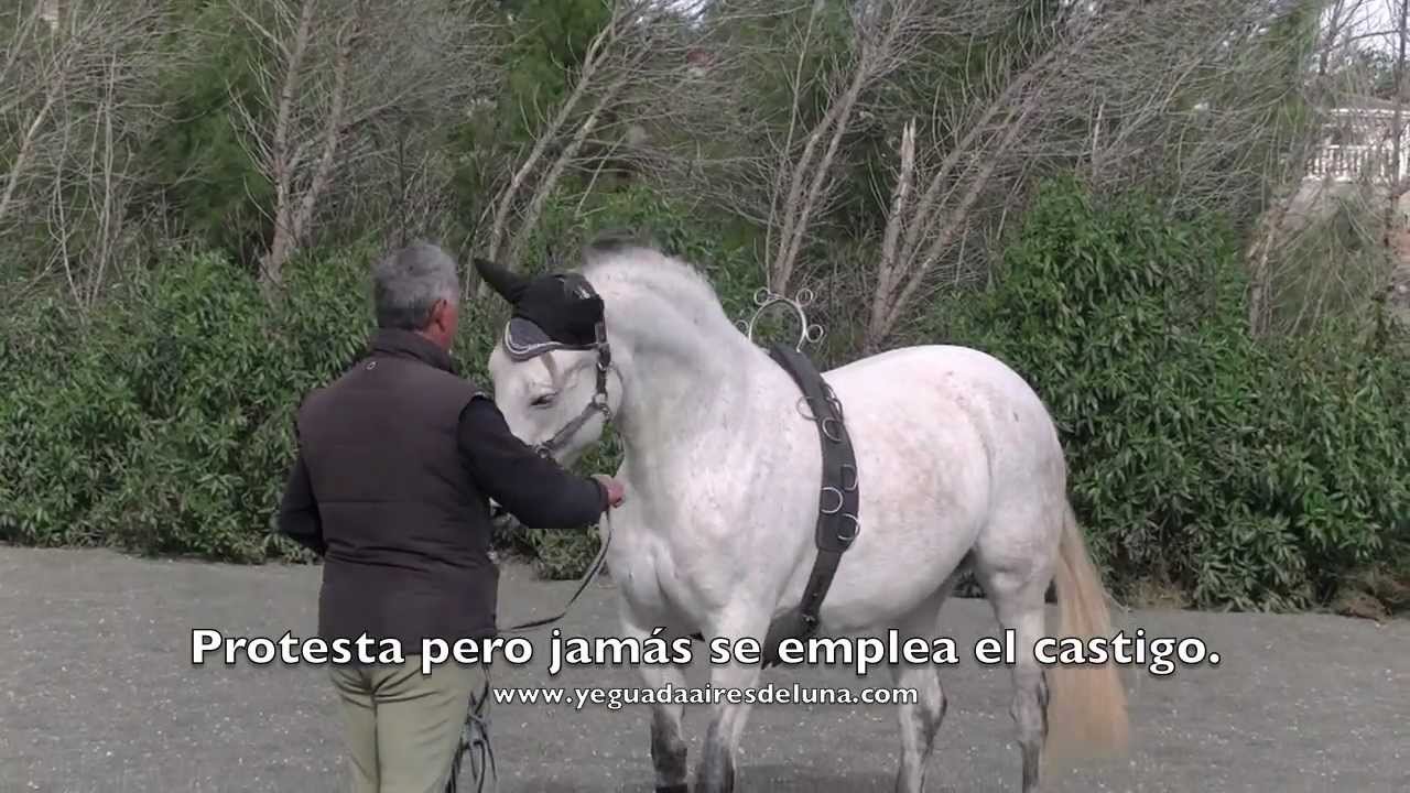 Trabajo a la cuerda: comunicación equina y doma natural