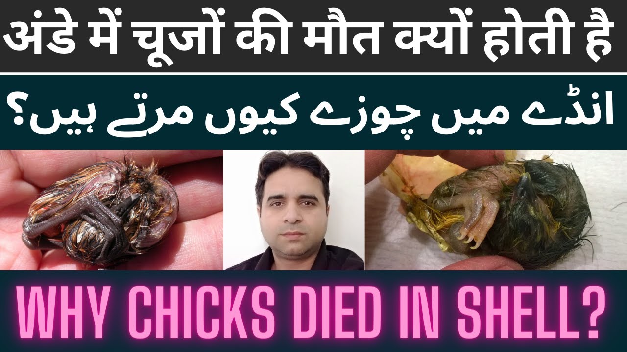 Why chicks dead in shell | Hatching problems in incubator | Low hatching ratio | Mooji Banda