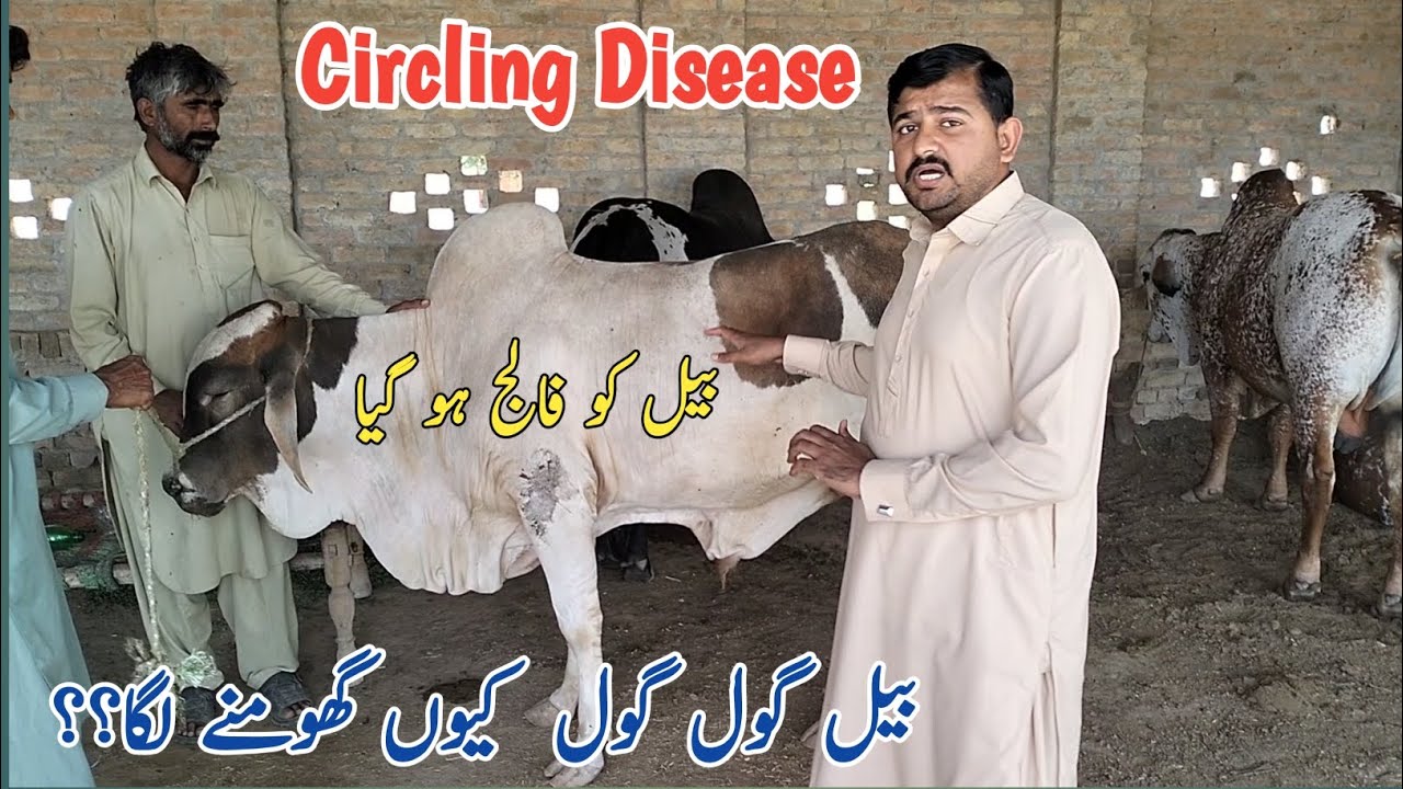 Circling Disease in Cow| Listeriosis in Cow| Dr Mohsin