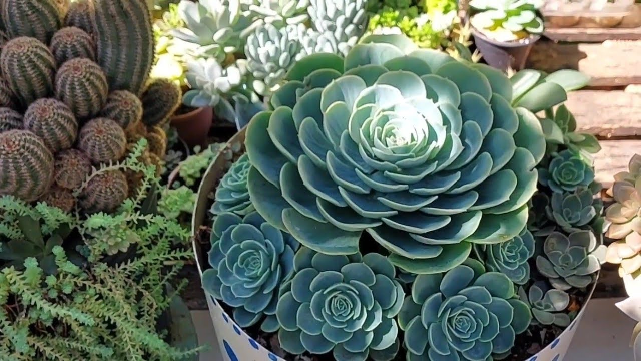 Novas bacias cheias de SUCULENTAS. Estão lindas. 😍