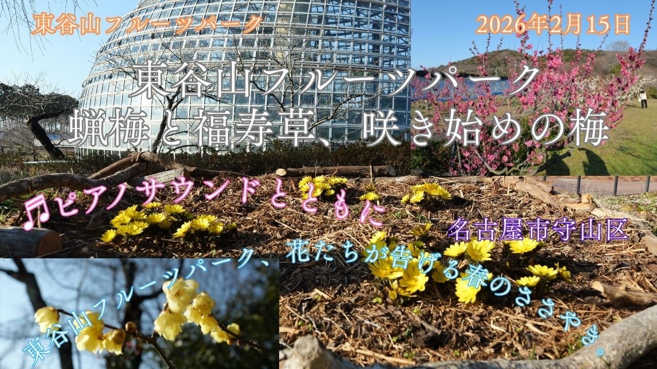 【風景と自然】東谷山フルーツパークにて咲き始めの梅の花、福寿草、蝋梅2026年2月15日 Early-blooming plum blossoms, Adonis flowers