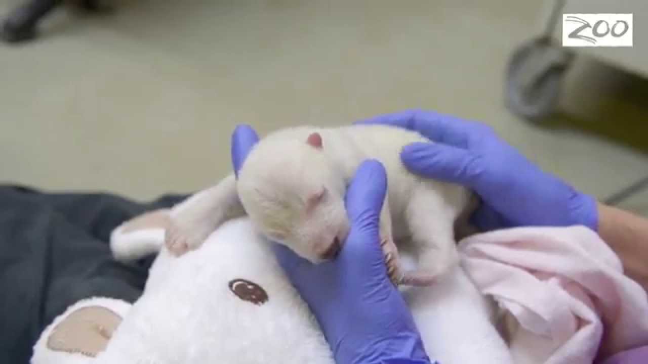 Polar Bear Cub Update