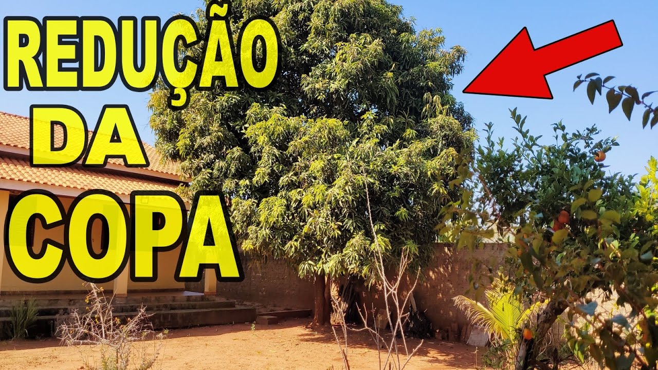 👉  COMO PODAR MANGUEIRA PARA REDUZIR A ALTURA E ESTIMULAR A #FLORAÇÃO  E PRODUÇÃO DE #MANGAS 💚