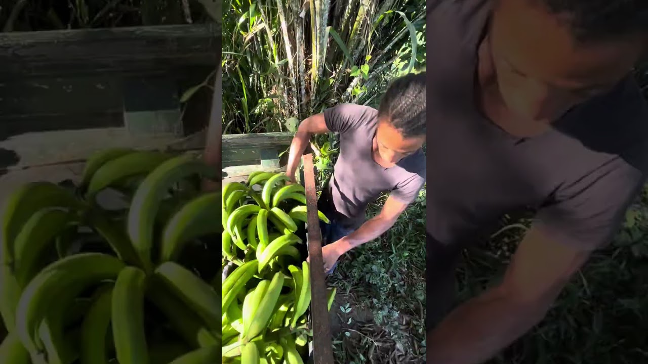 Bushman Pineapple Pickup in Jamaica 🍍🇯🇲 [PART 1]