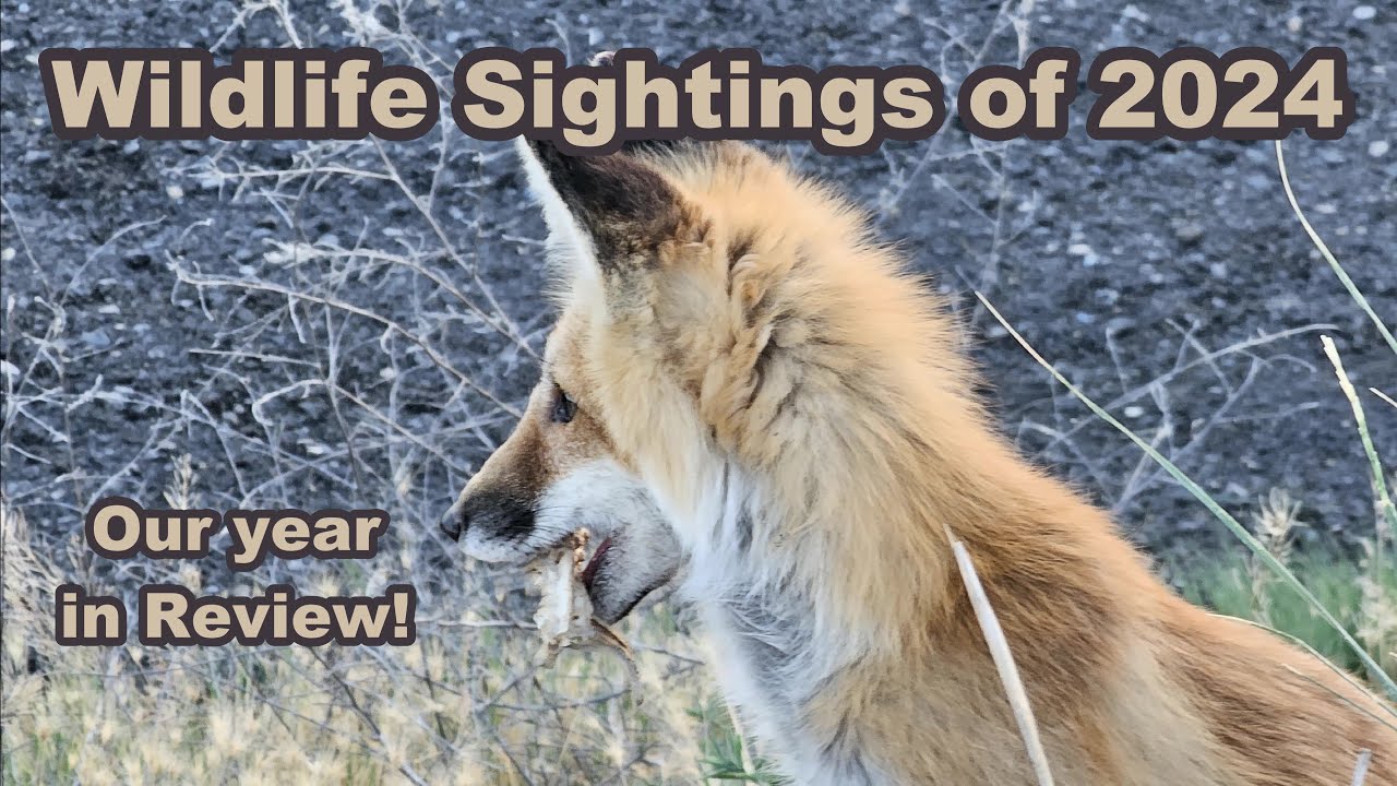 Wildlife Sightings of our 2024 Adventures 