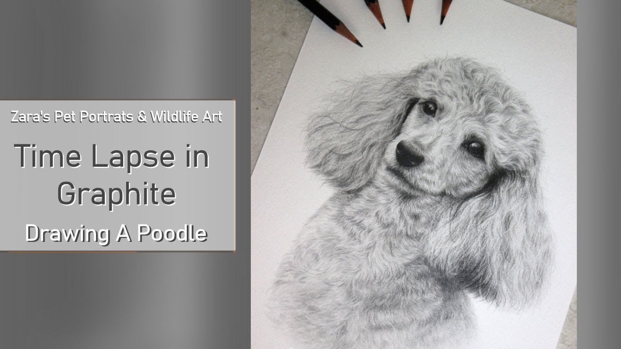 Poodle Drawing in Graphite | Pet Portrait
