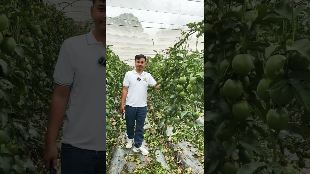 M&ocirc; h&igrave;nh trồng chanh d&acirc;y trong nh&agrave; m&agrave;ng rất hiệu quả, giống chanh d&acirc;y đ&agrave;i n&ocirc;ng 1 Đức Điền #chanhday