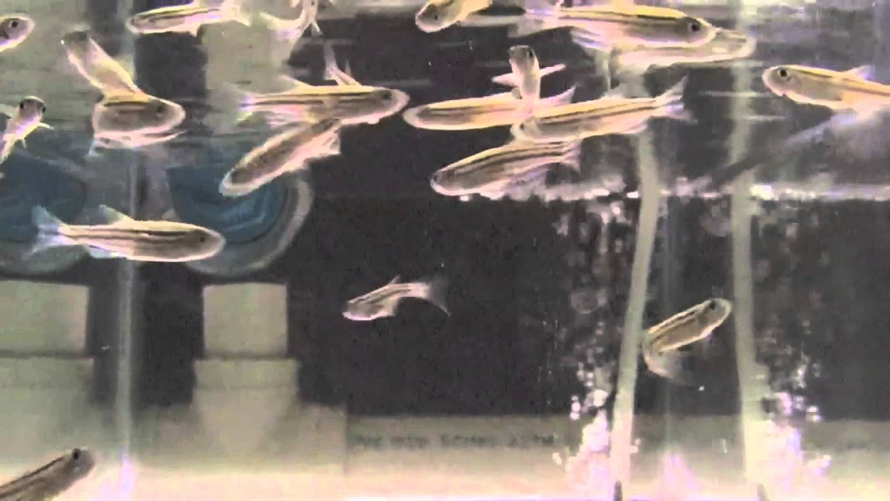 Microryza: Sampling & Analysis