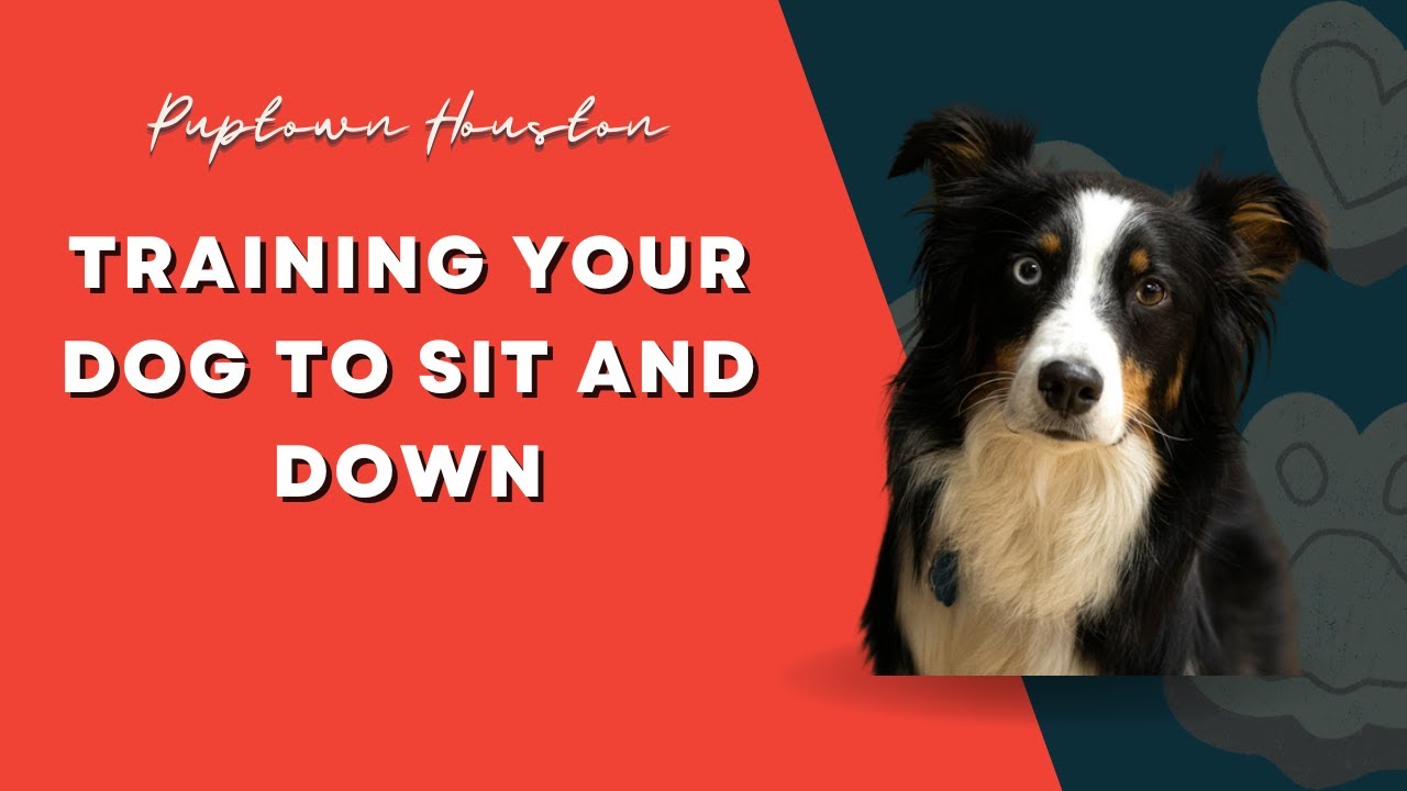 Best Dog Training in Houston, TX