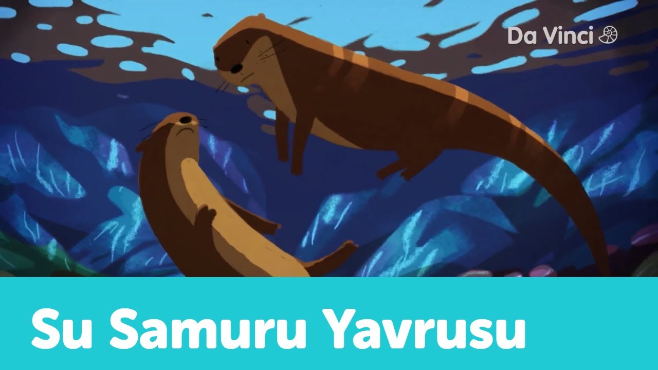 Su Samuru Yavrusu Nasıl Uykuya Dalar? 🥰| Yavru Hayvanlar | Da Vinci TV T&uuml;rkiye