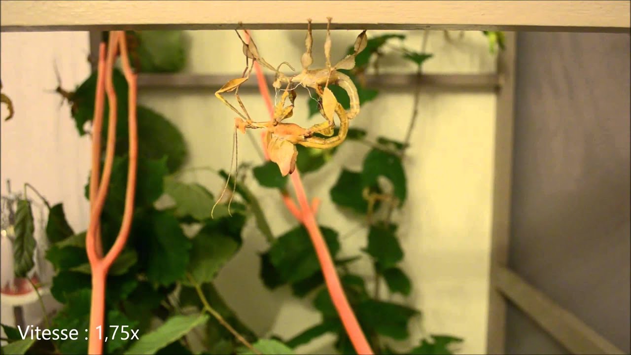 Mue imaginale Extatosoma tiaratum