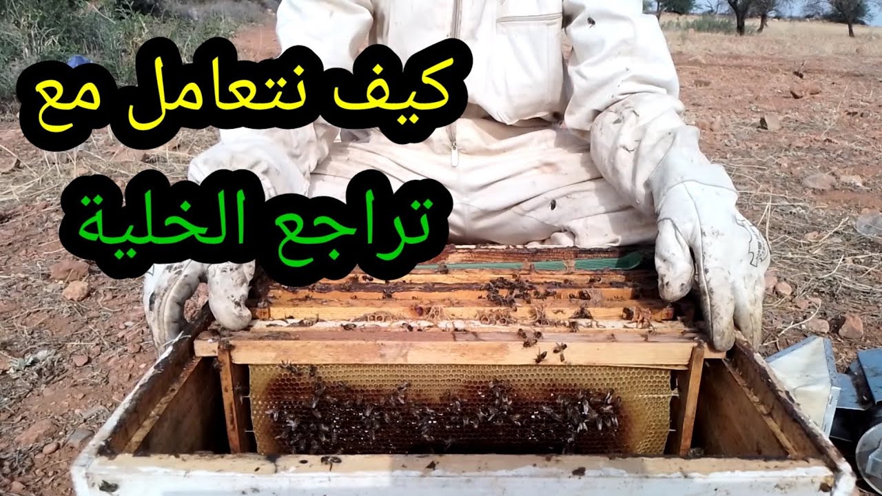 كيفية التعامل مع تراجع خلية النحل/ معرفة أسباب تراجع النحل/