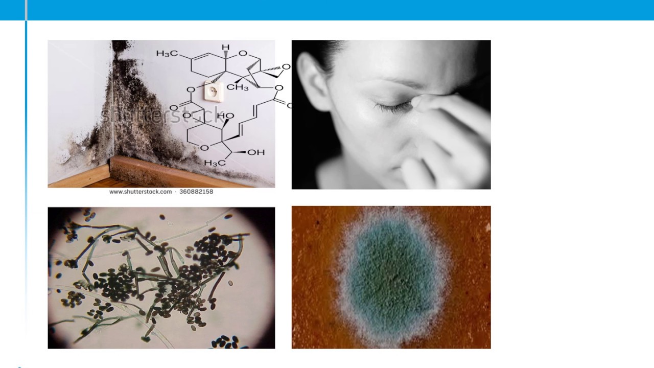 Environmental Mold & Mycotoxin Testing      March 28, 2019