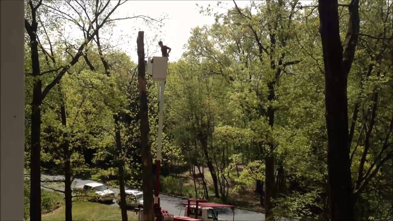 Tree cutting operations after storm Sandy