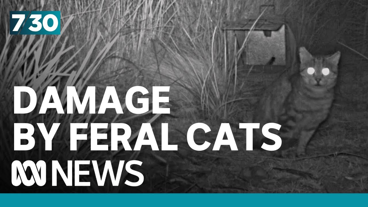 Calls to ban pet cats roaming outside to protect native fauna | 7.30