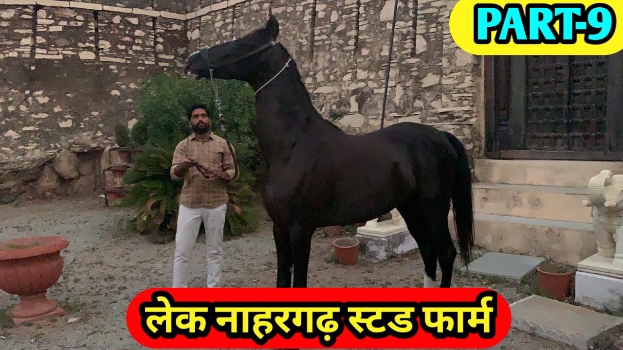 Lake Nahargarh Stud Farm