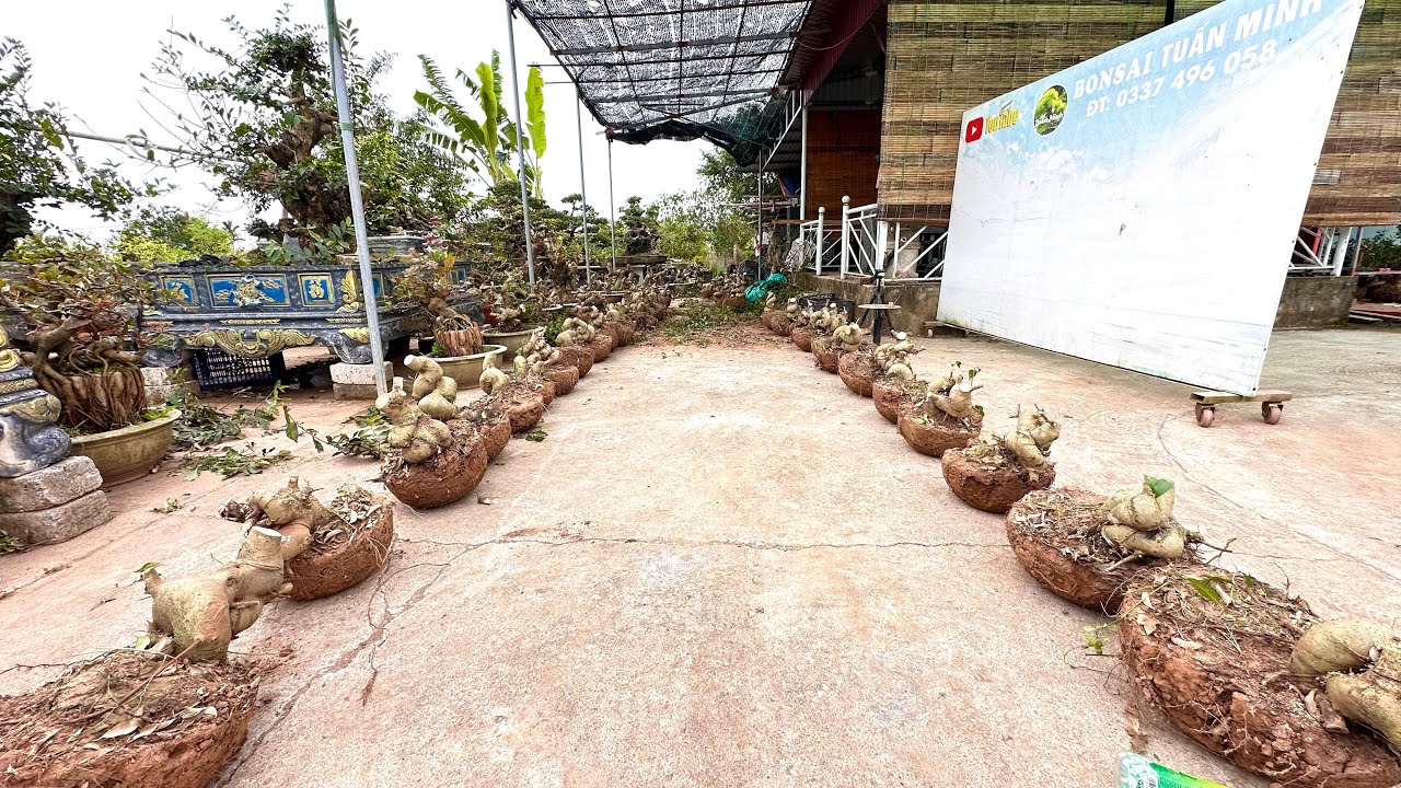Tổng kho đại lý sanh Nam Điền mini , phom đẹp độc đáo đt 0337496058 / 15/1/