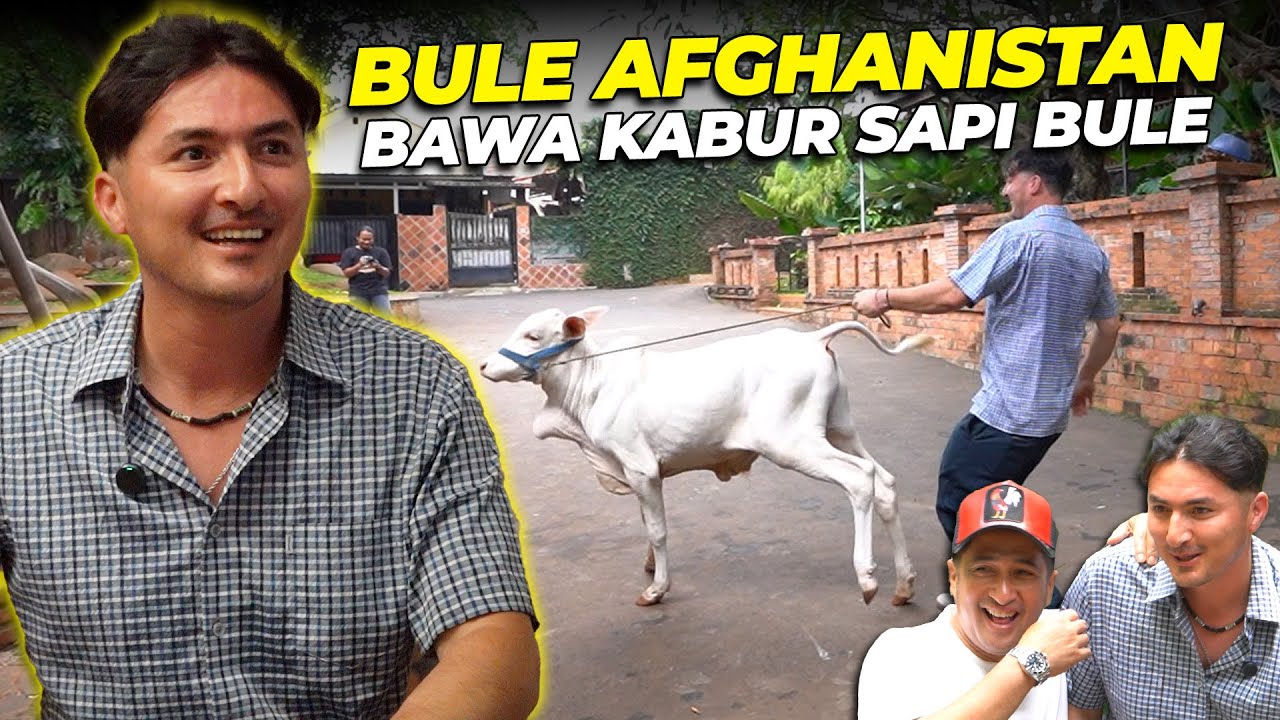 JAUH2 DARI AFGHANISTAN, BULE INI KESAMPEAN LIAT SAPI DEHAKIMS..!!