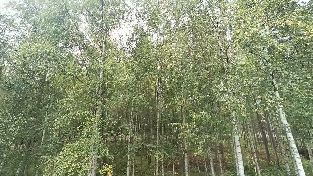 Aito piha maisema &auml;&auml;ni rentoutumiseen.