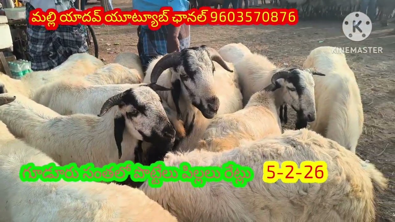 3-4-నెలలు పొట్టేలు పిల్లలు ధరలు పెరిగినవి #గూడూరు#