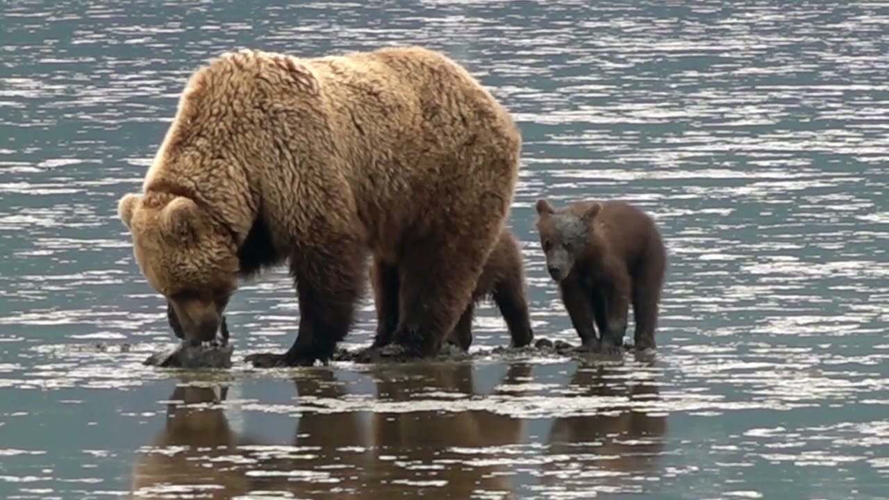Alaska 2022   101 & Her Cubs Claming, Chinitna Bay